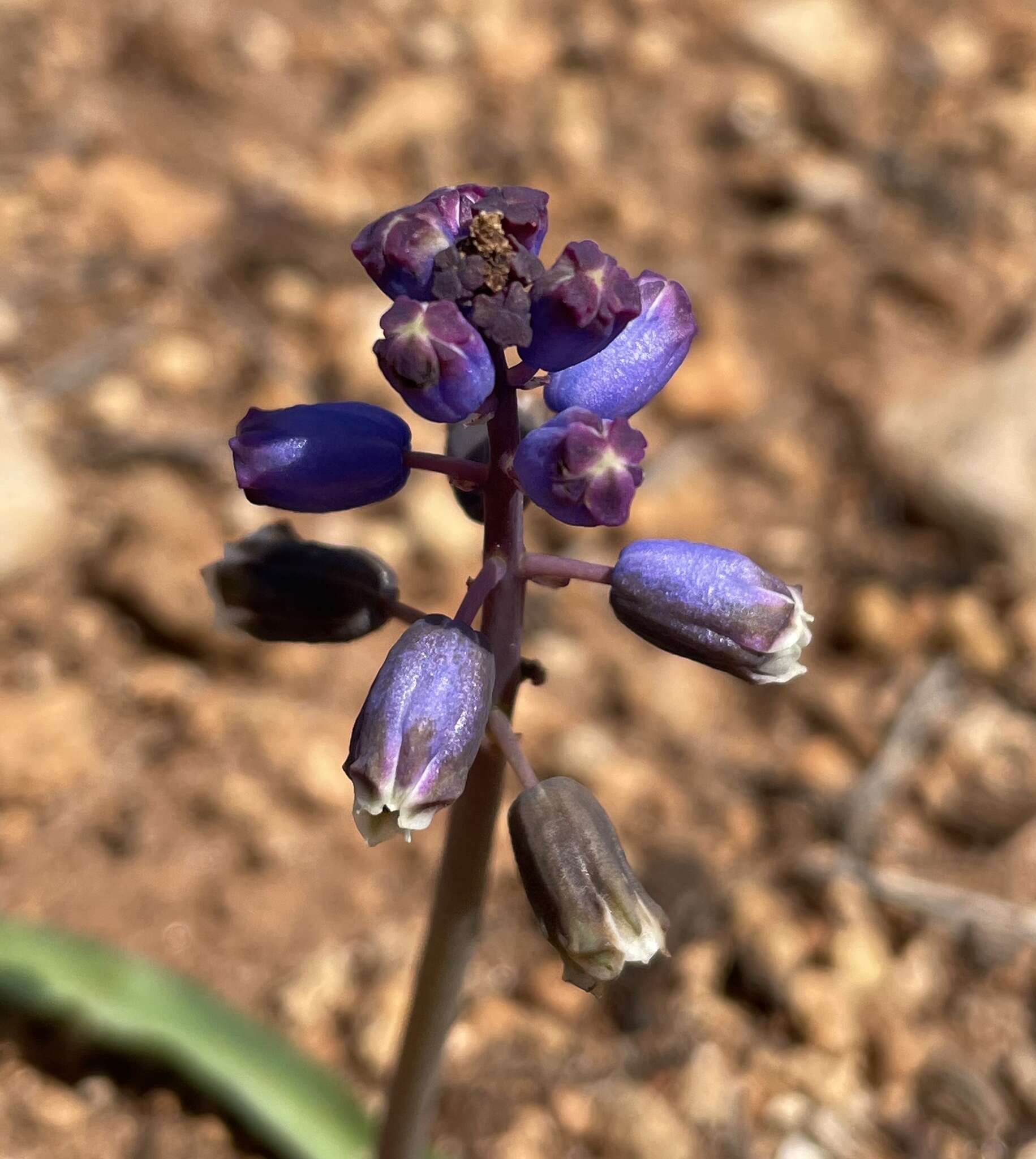 Image of Bellevalia dubia subsp. hackelii (Freyn) Feinbrun