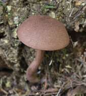 Image of Porphyrellus brunneus McNabb 1967