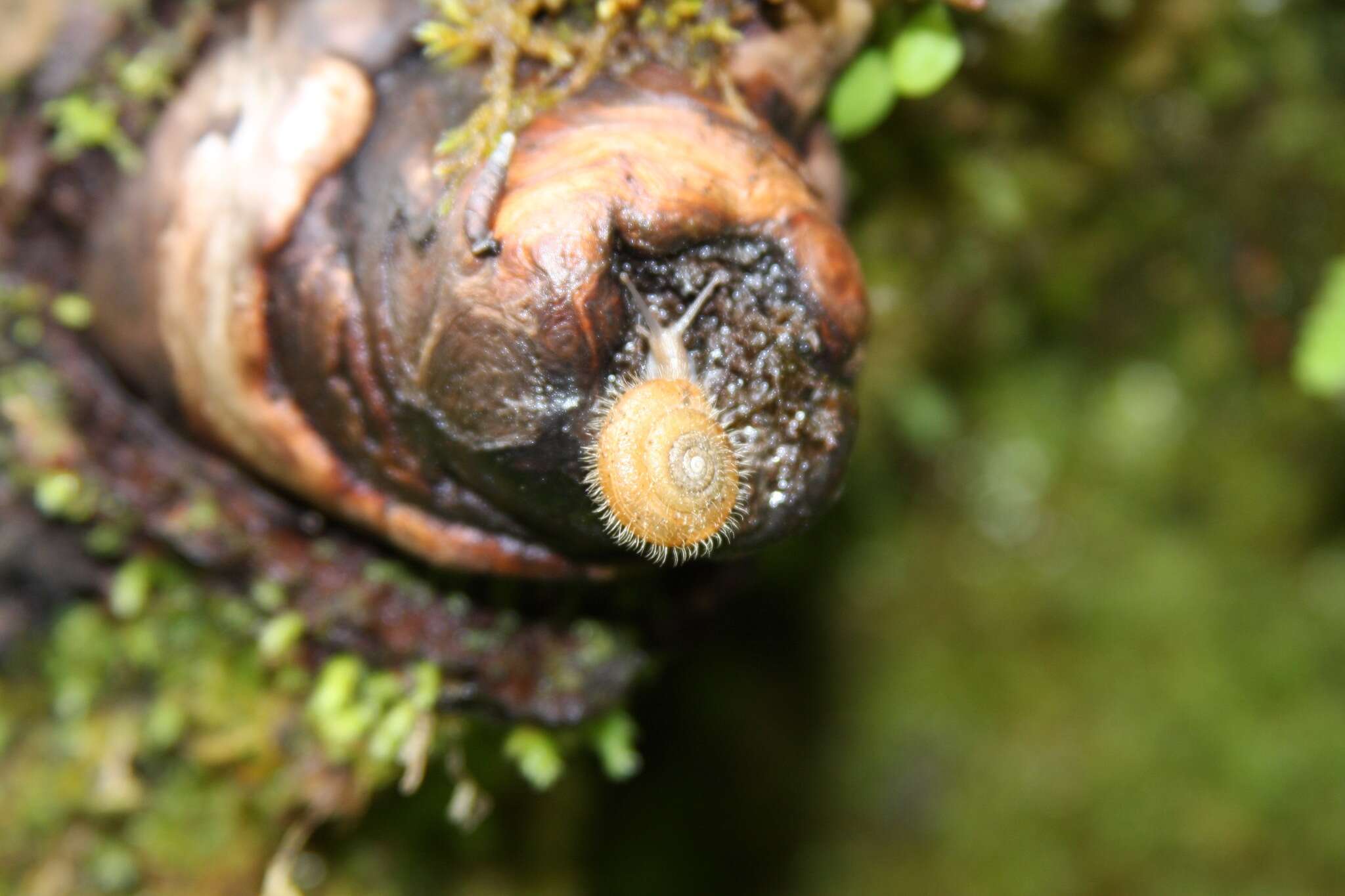 Image of Furry Hair Snail