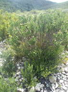 Image of Strandveld Blombush