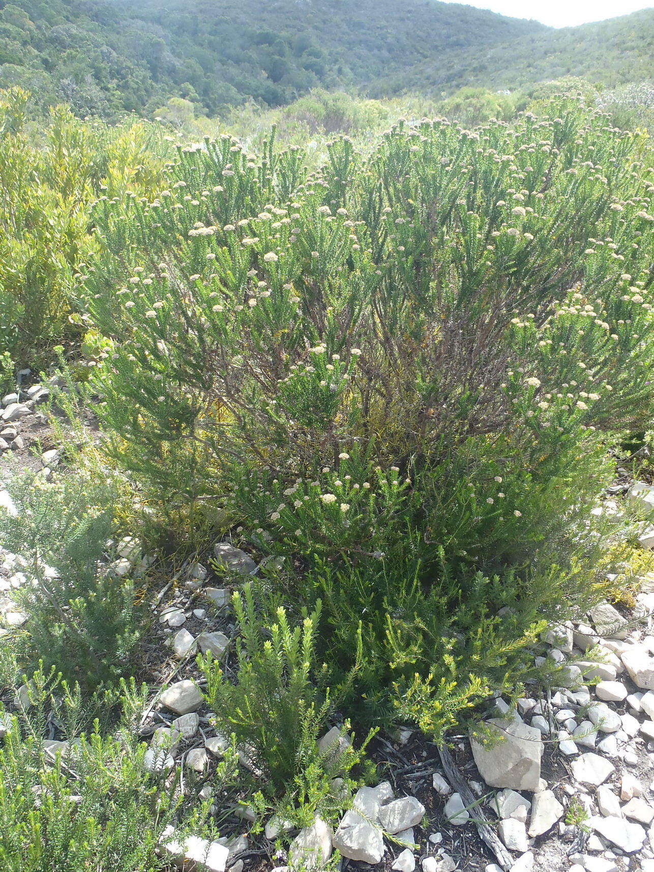 Image of Strandveld Blombush