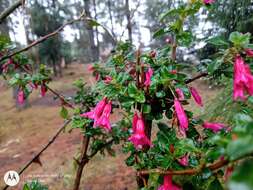 Image of Fuchsia microphylla Kunth