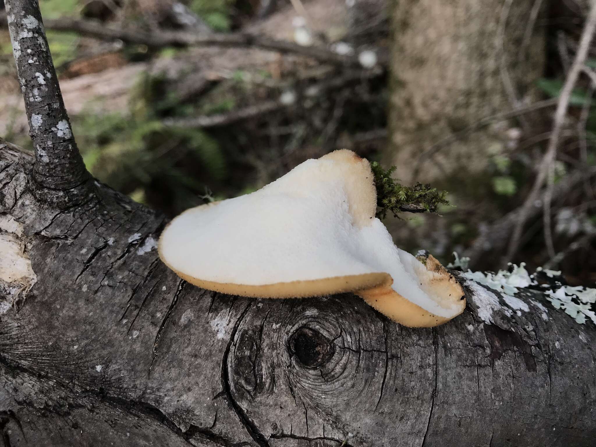 Imagem de Polyporus tuberaster (Jacq. ex Pers.) Fr. 1821