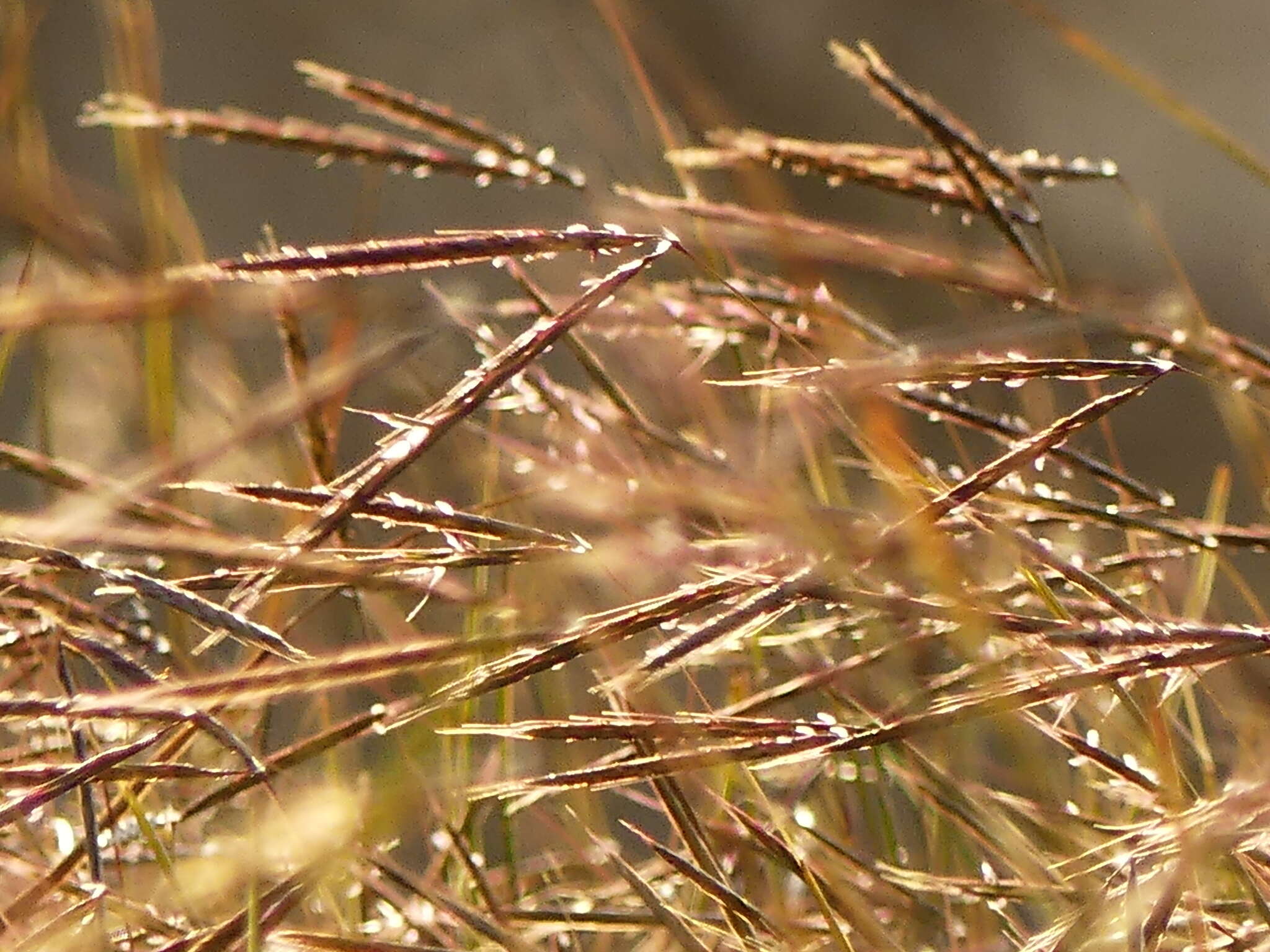 Image of Andropogon distachyos L.