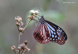 صورة Parantica melaneus Cramer 1775