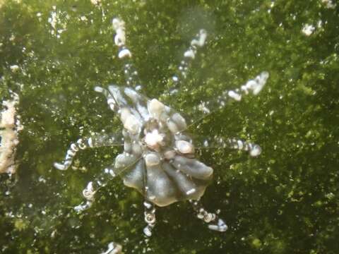 Bunodeopsis globulifera (Duchassaing 1850) resmi