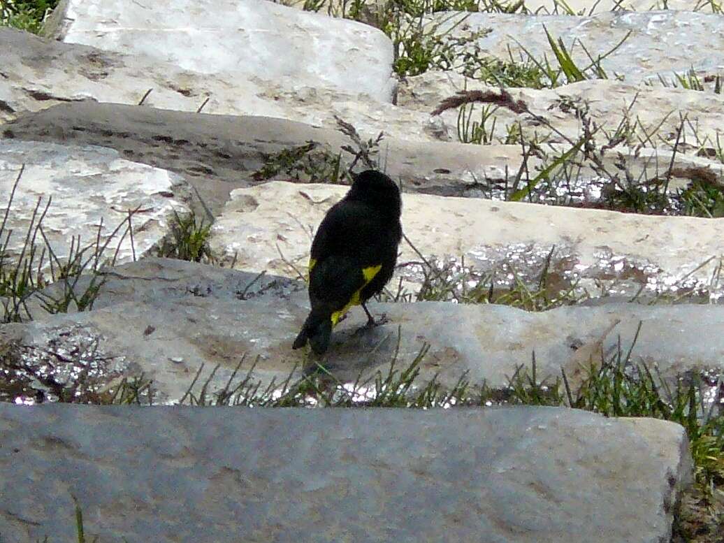 Image of Black Siskin