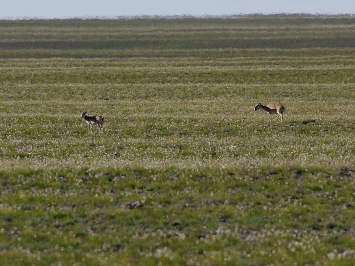 Sivun Saiga borealis (Tschersky 1876) kuva