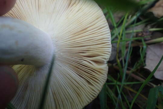 Image of Russula ionochlora Romagn. 1952