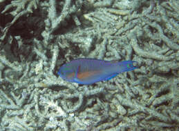 Image of Chameleon parrotfish