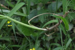 Image of Glyceria lithuanica (Gorski) Gorski