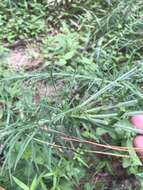 Image of prairie blazing star