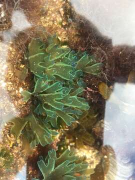 Image of Brown algae