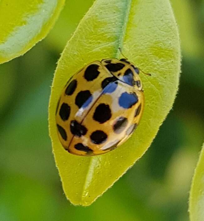 Image of Lady beetle