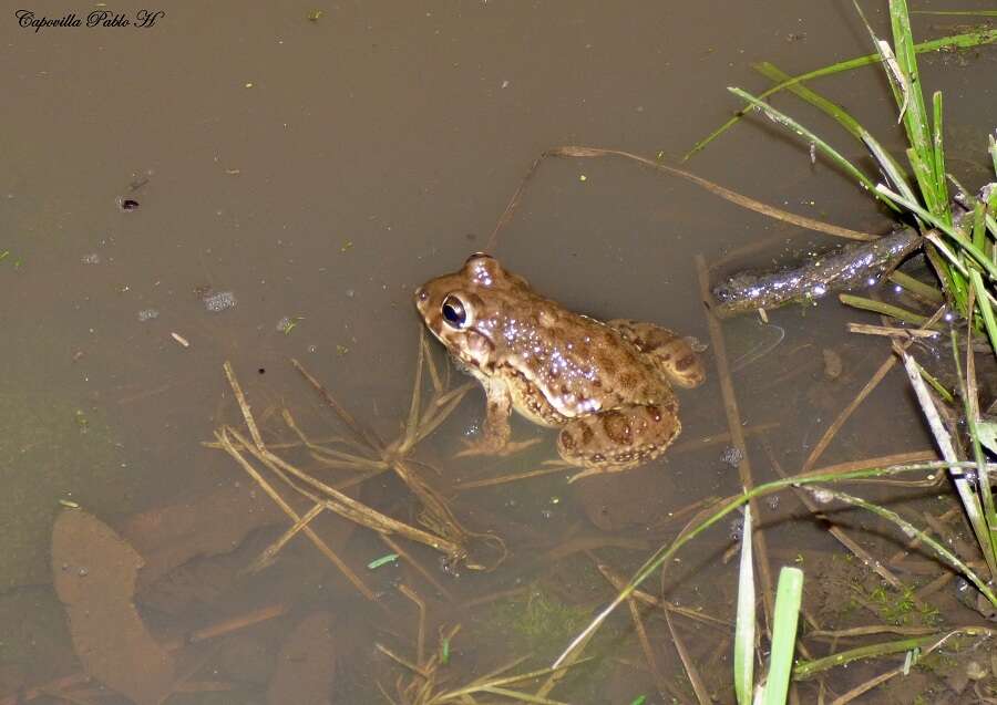 Слика од Leptodactylus bufonius Boulenger 1894