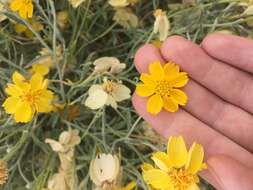 Image of Cooper's paper daisy