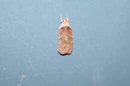 Image of Agonopterix multiplicella Erschoff 1877