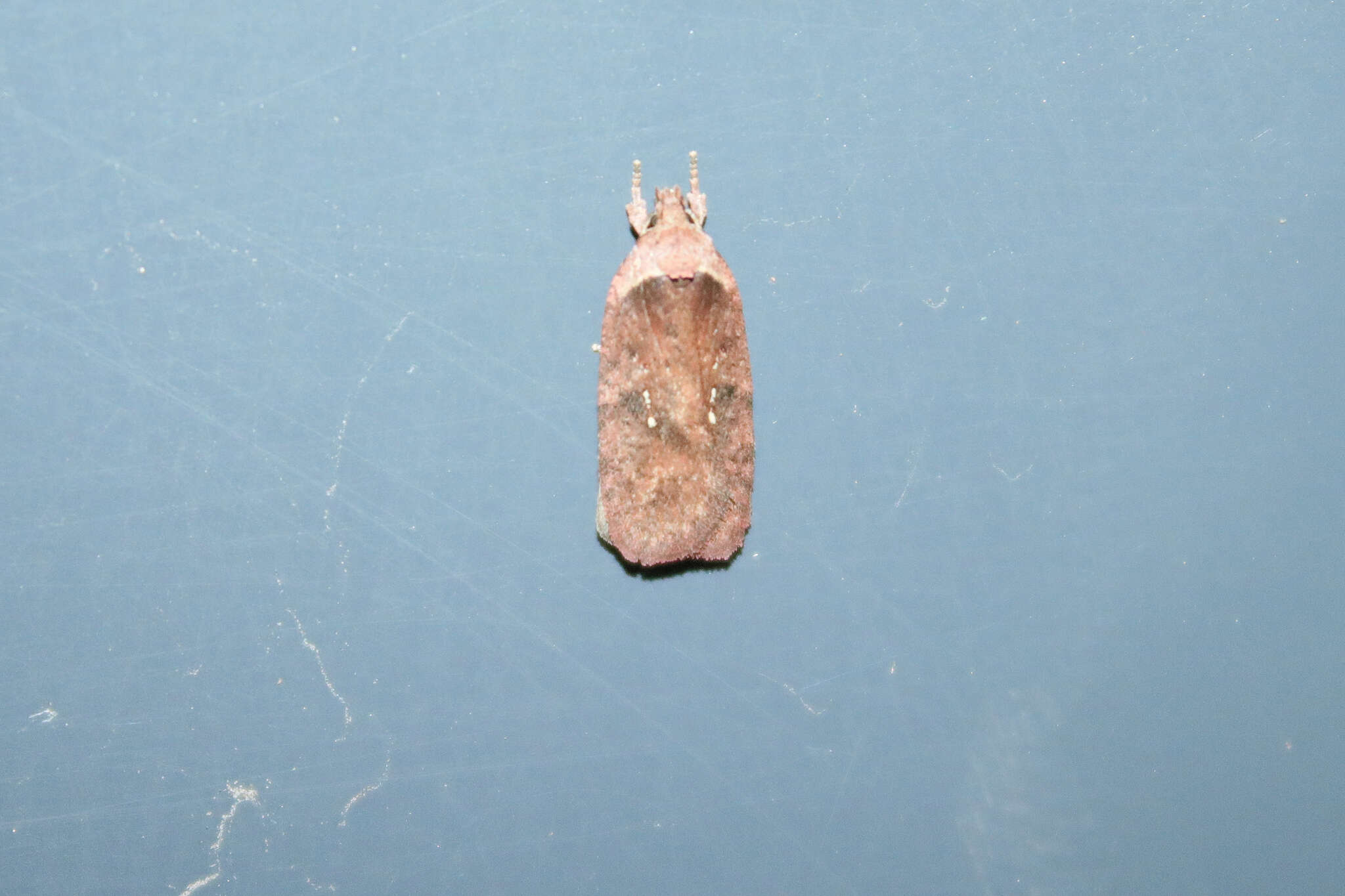 Image of Agonopterix multiplicella Erschoff 1877