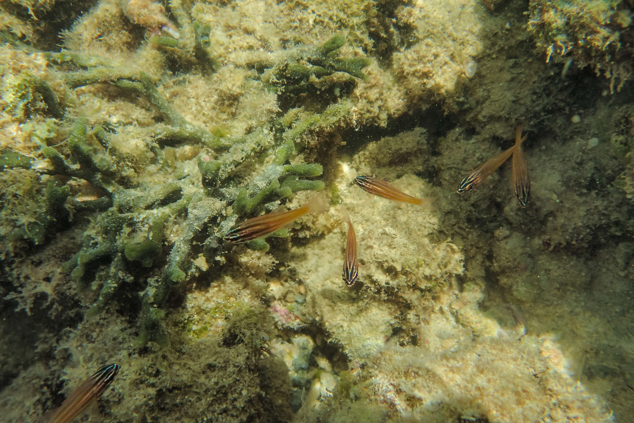 Image of Coral cardinalfish