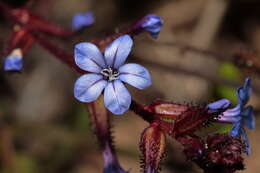 Imagem de Plumbago caerulea