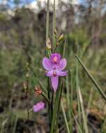 Calopogon pallidus Chapm.的圖片