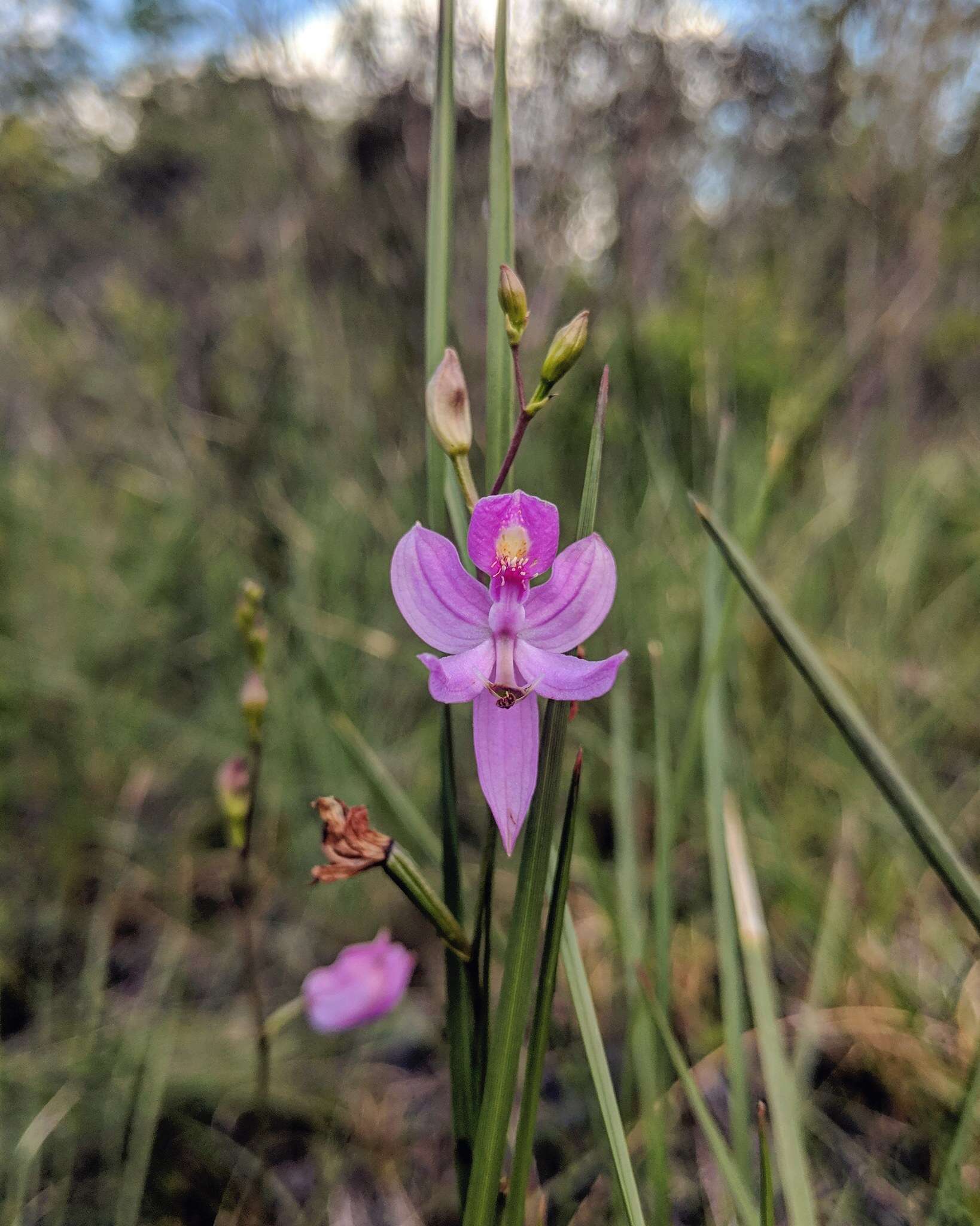 Image de Calopogon pallidus Chapm.