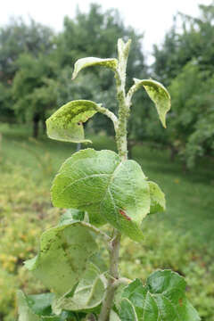 Aphis (Aphis) pomi De Geer 1773 resmi