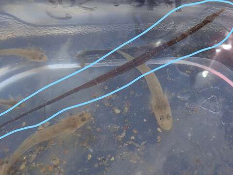 Image of Barred pipefish