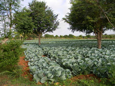 Image of white cabbage