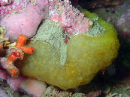 Pseudodistoma crucigaster Gaill 1972 resmi