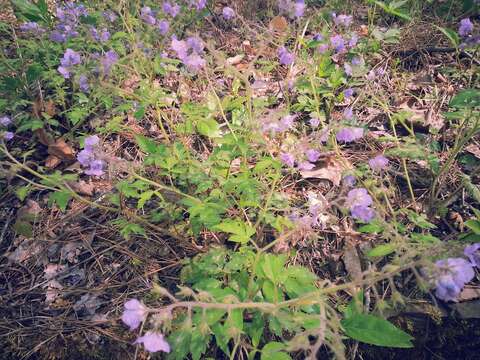 Phacelia bipinnatifida Michx. resmi