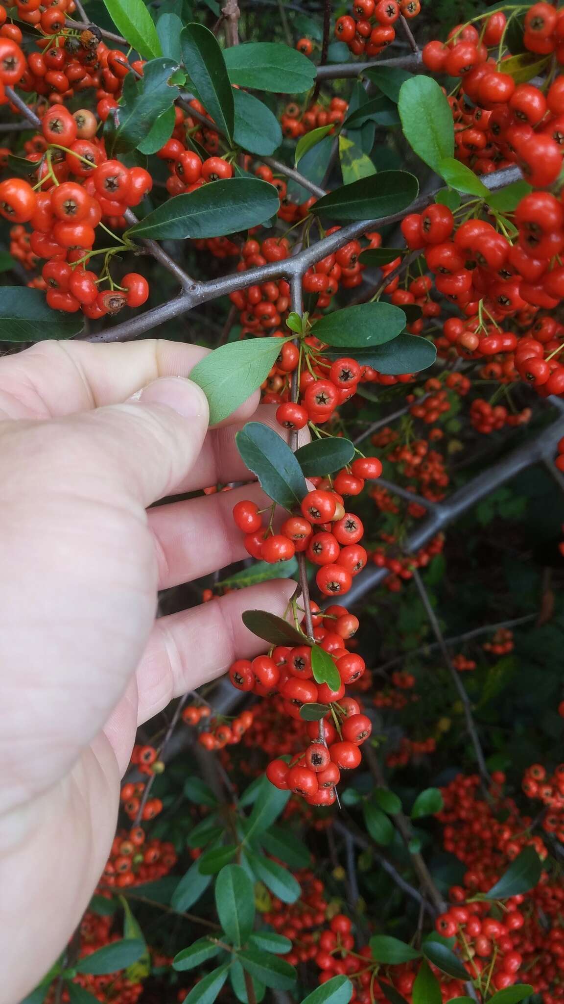 Image de Pyracantha koidzumii (Hayata) Rehd.