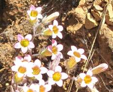 Image of Sedum mucizonia