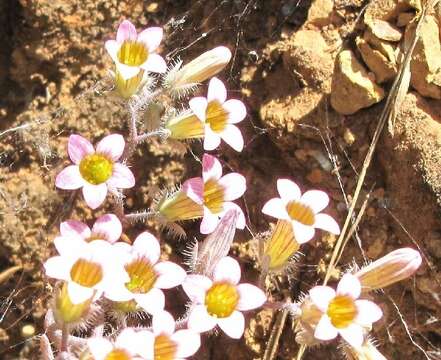 Imagem de Sedum mucizonia