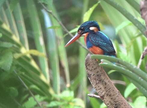 Image of Dwarf River Kingfisher