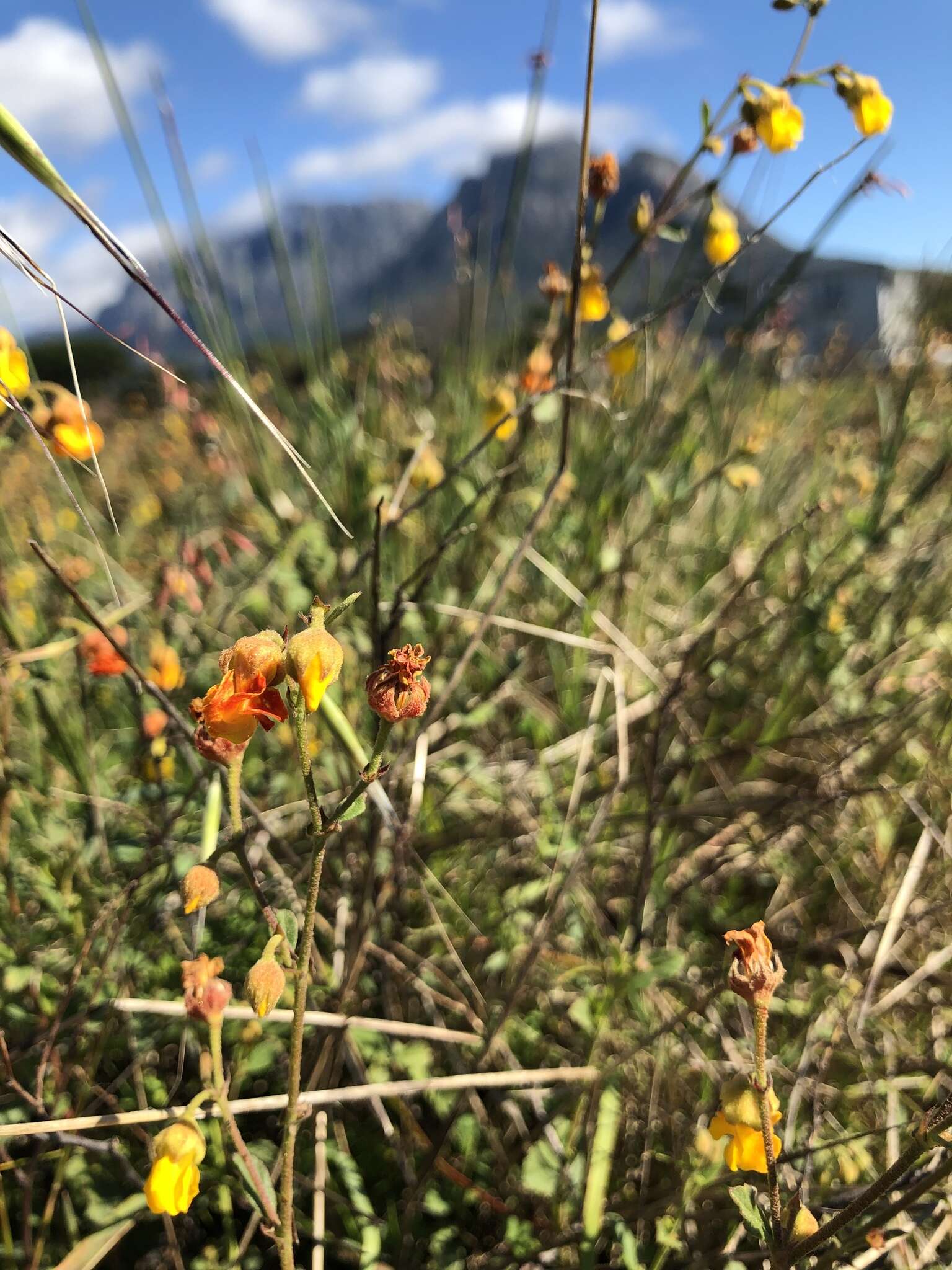 Image of Hermannia multiflora Jacq.