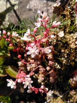 Image of Sedum brevifolium DC.