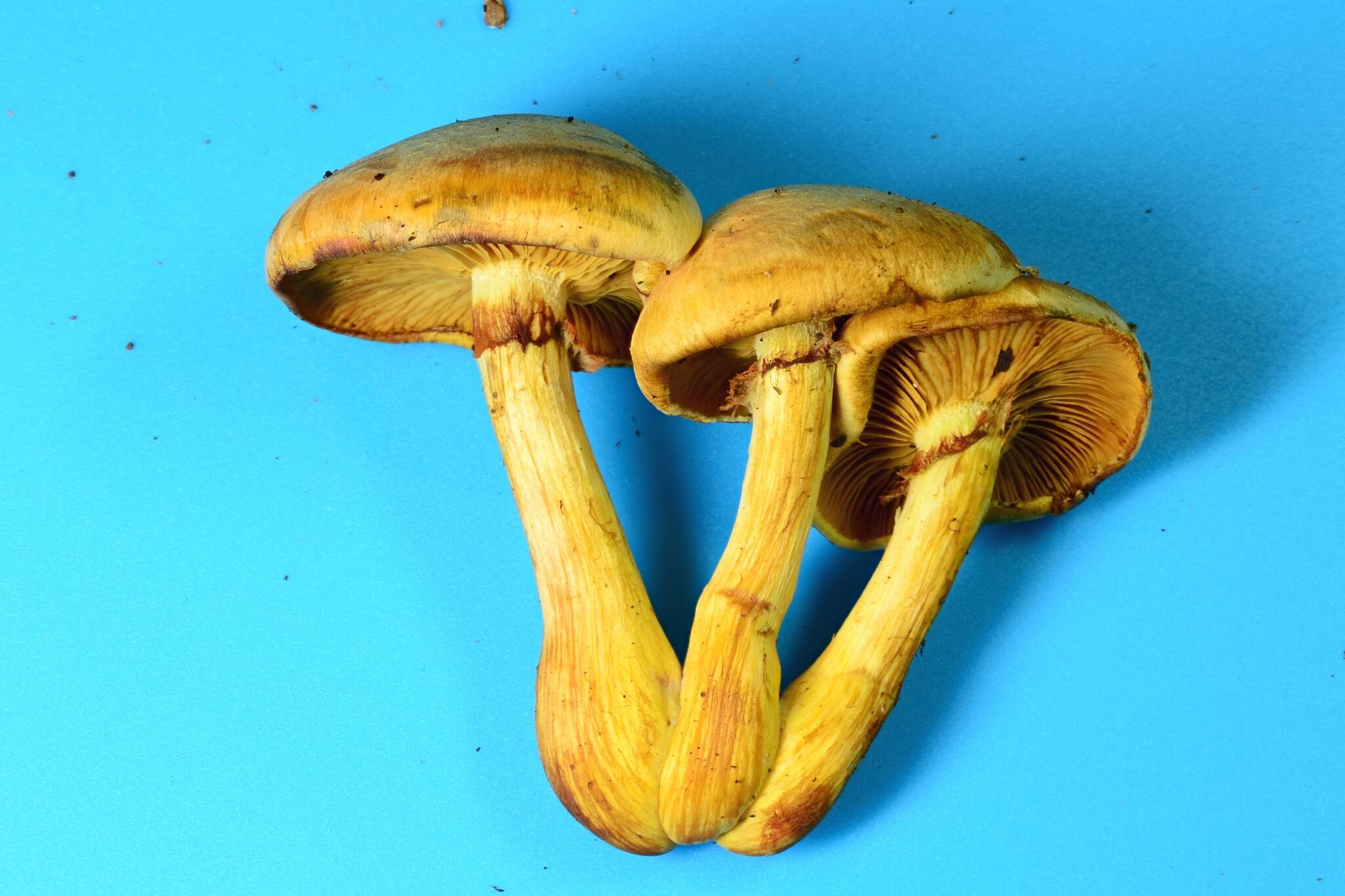 Image of Gymnopilus luteus (Peck) Hesler 1969