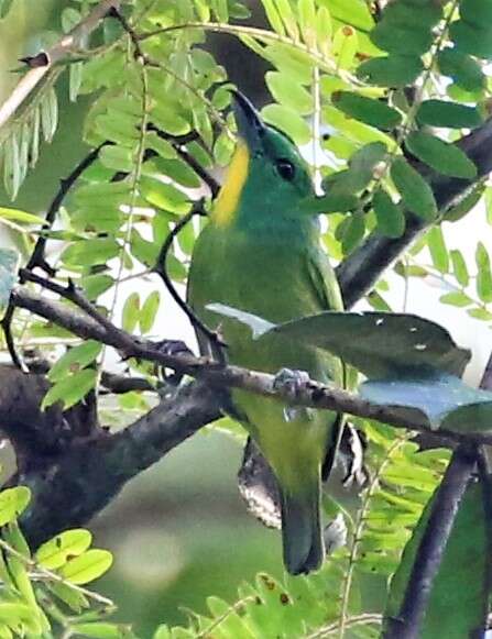 Image of Green Shrike-Vireo