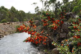 Image of Coprosma nitida Hook. fil.