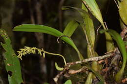 Слика од Bulbophyllum baronii Ridl.