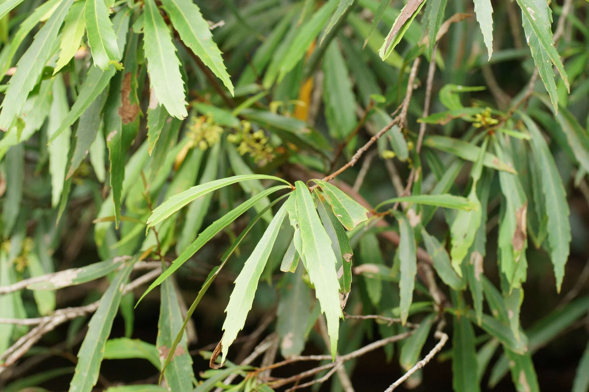 Image de Lomatia myricoides (C. F. Gaertner) Domin