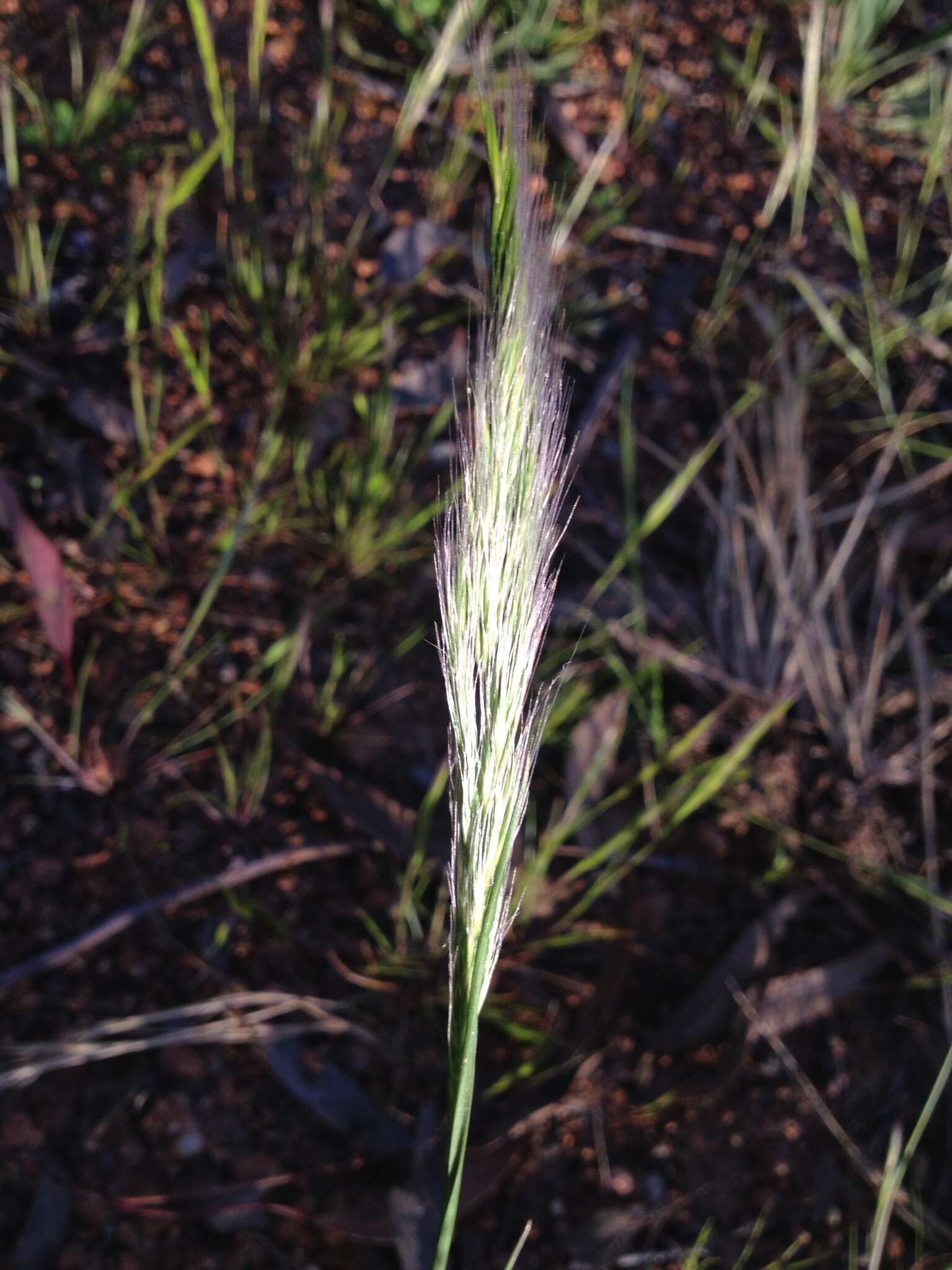 Dichelachne micrantha (Cav.) Domin resmi