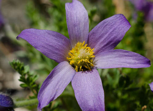 Imagem de Pulsatilla bungeana C. A. Mey. ex Ledeb.