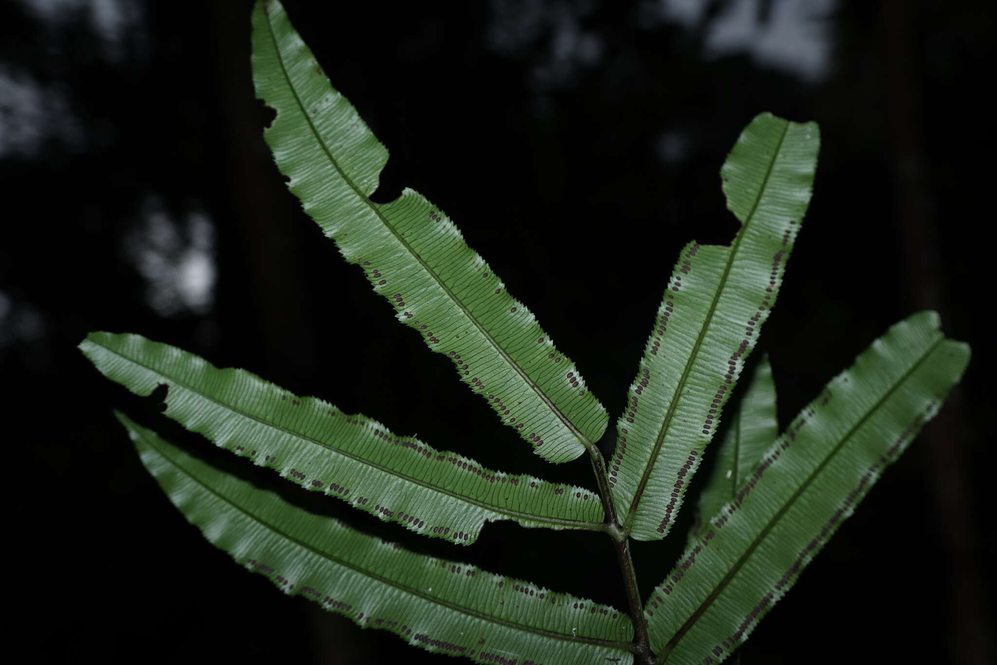 Image of Pitted Potato Fern