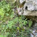 Image de Corydalis densiflora C. Presl