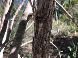 Imagem de Eucalyptus melanophloia F. Müll.