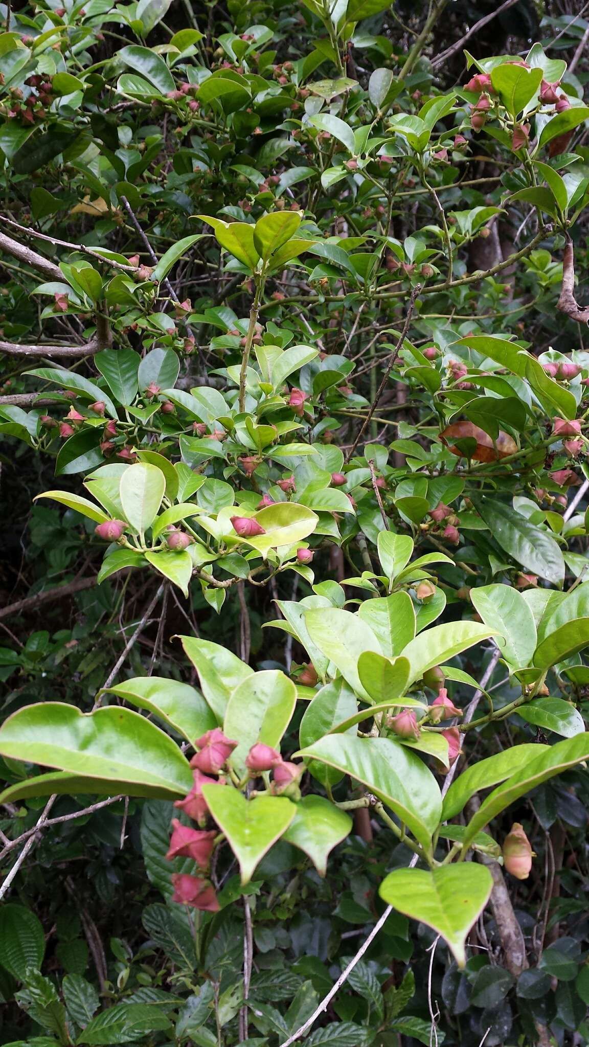 Image of Euphorbia tetraptera Baker