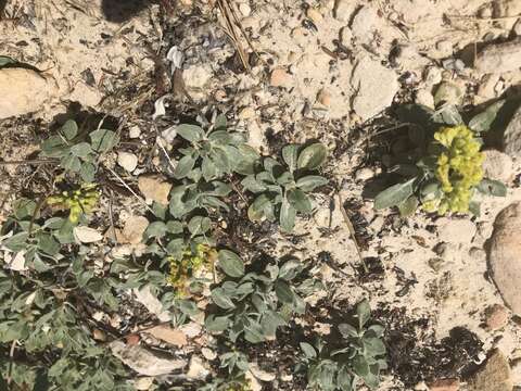 Image of James' buckwheat