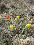 Image of Tulipa suaveolens Roth